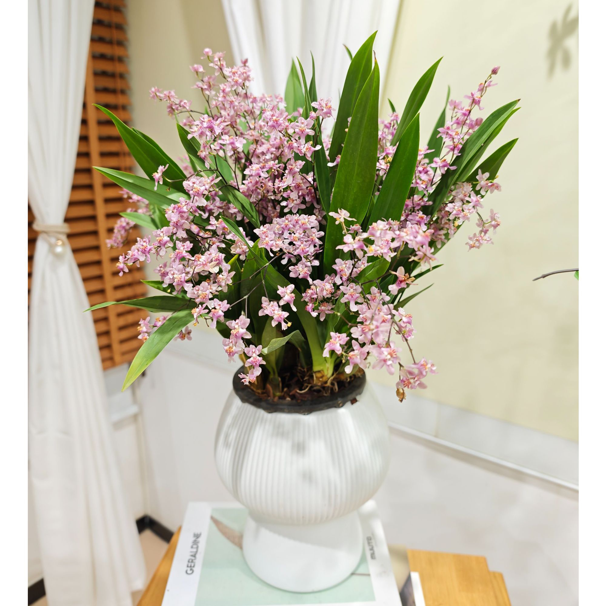 【送花盆】粉色梦香兰7-12支花剑室内家庭绿植桌面盆栽香兰花好养