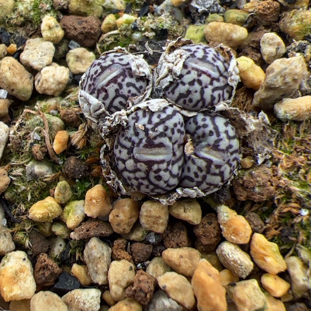 ****字0367号墨 多肉植物