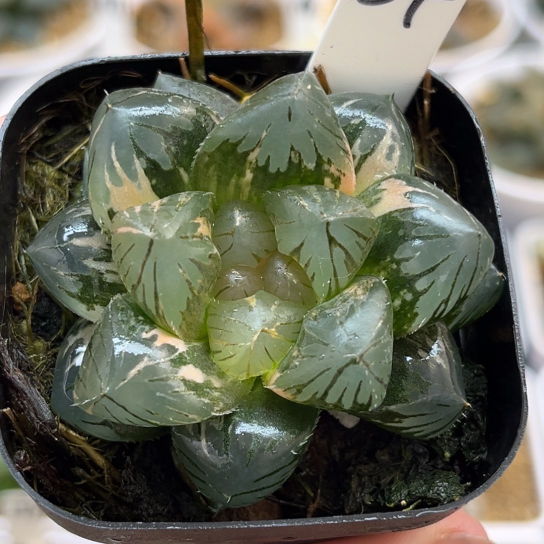 54大窗OM玉露锦福利专场