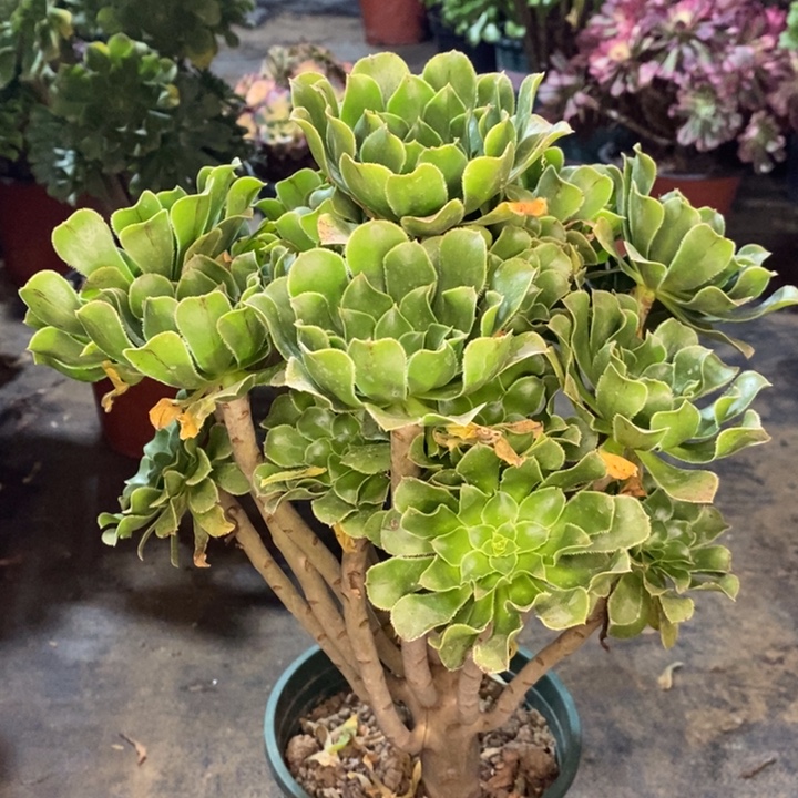 原始绿多肉植物24 