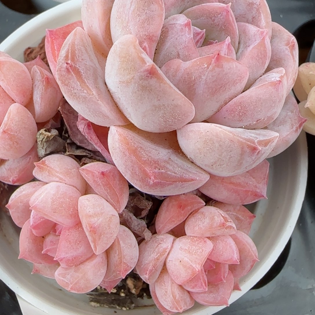 花语逸镜0206-633