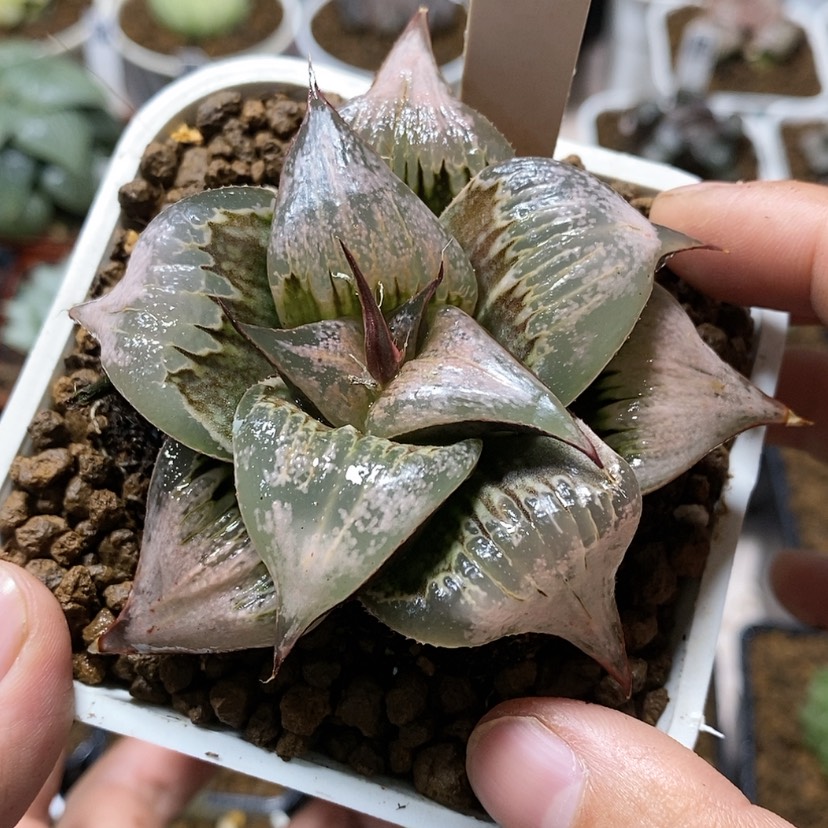 【闪购商品】99pinky