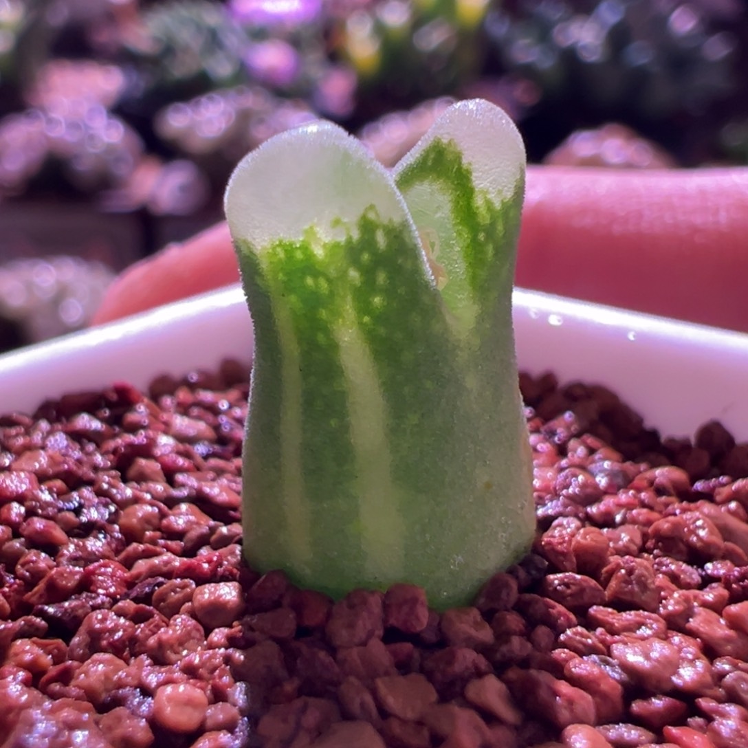 1138，奶瓶锦，肉锥植物