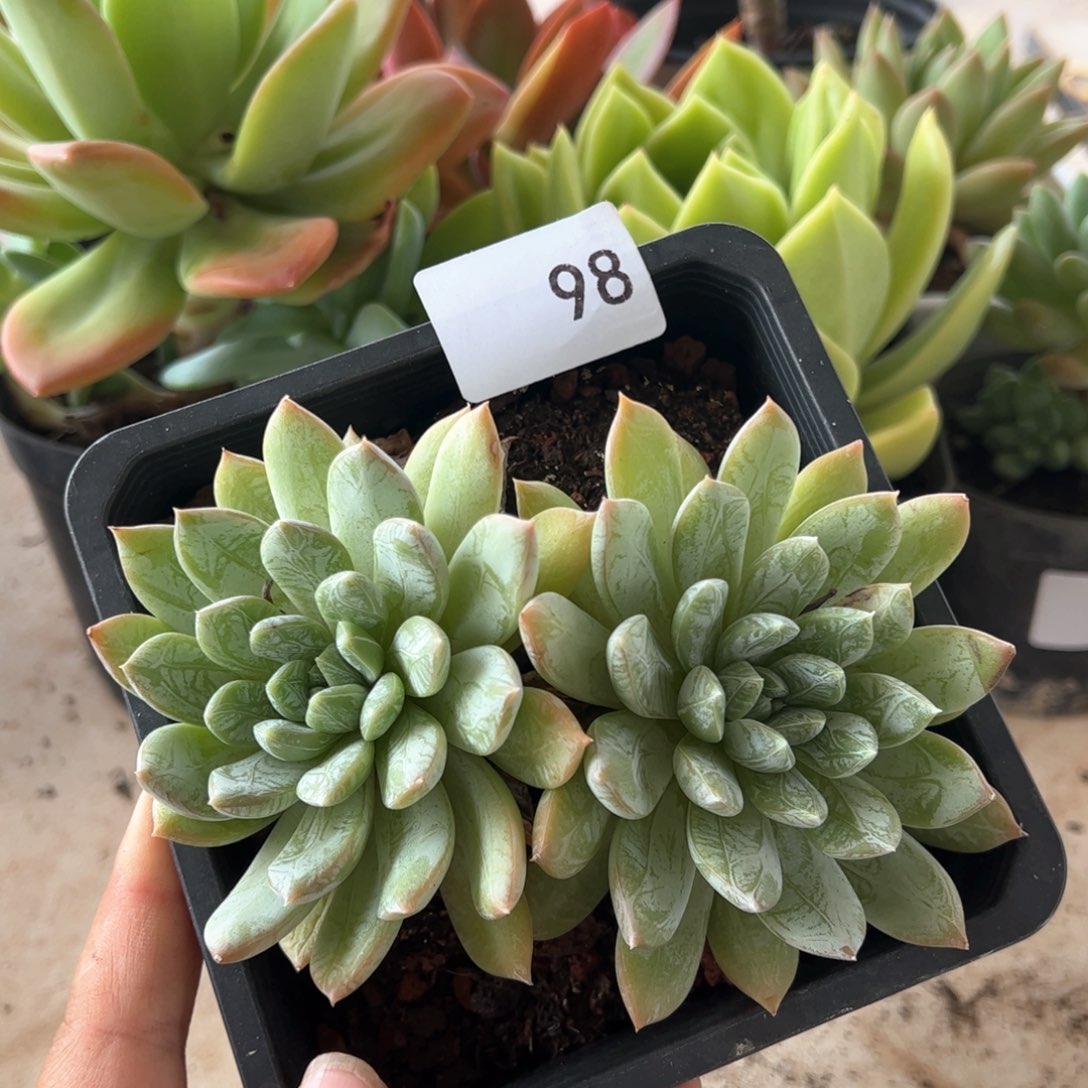 【闪购商品】白泽。98。 11111111