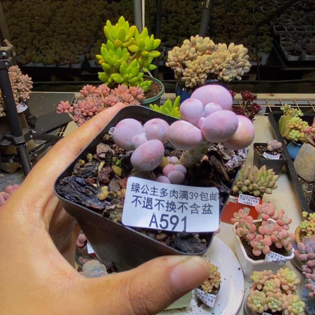 591橙奶多肉肉4cm