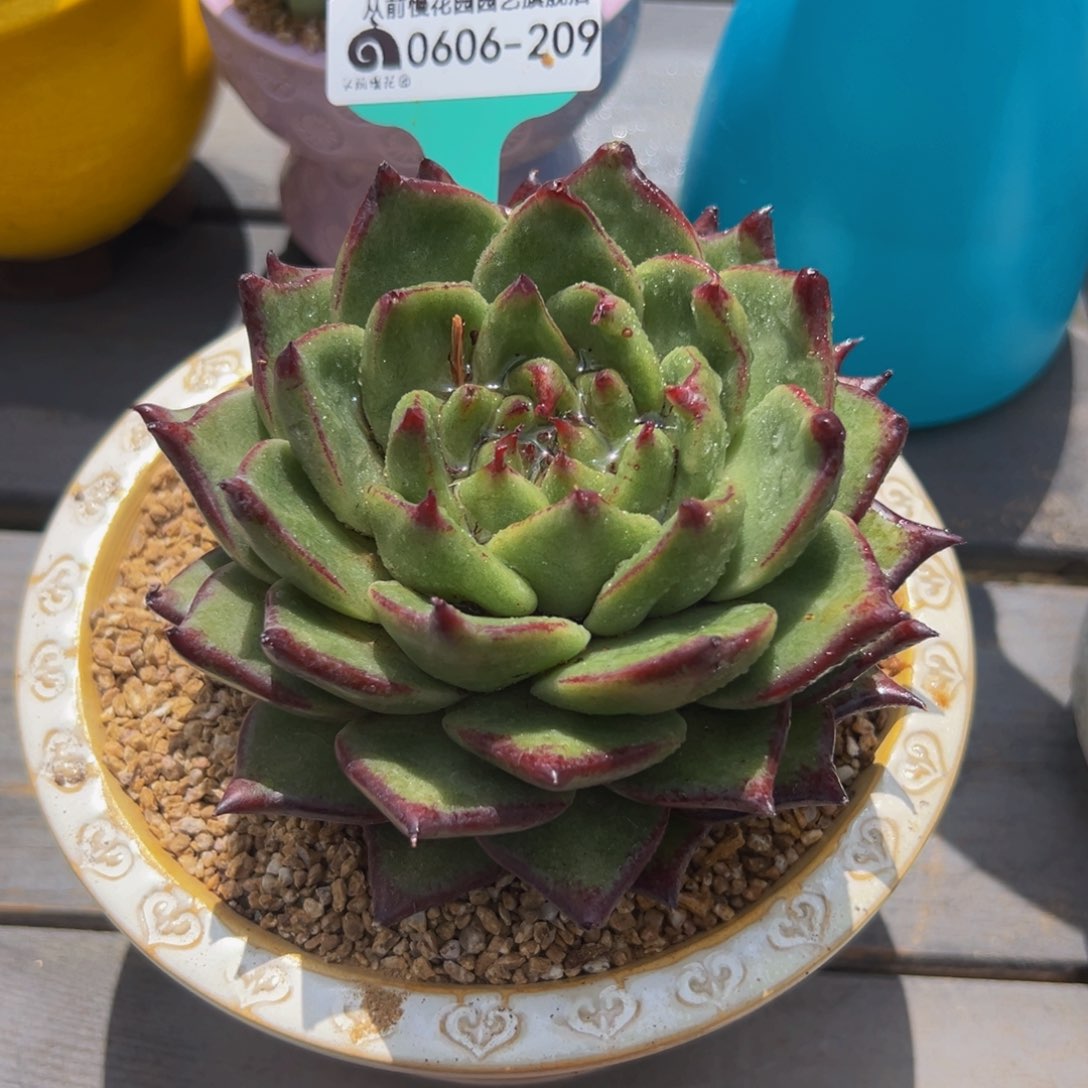 多肉一物一拍0606-209