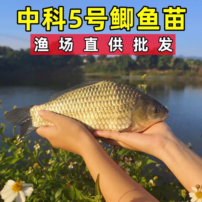 淡水鲫鱼 中科5号鲫鱼 麻鲫鱼 大板鲫鱼 淡水鱼塘养殖