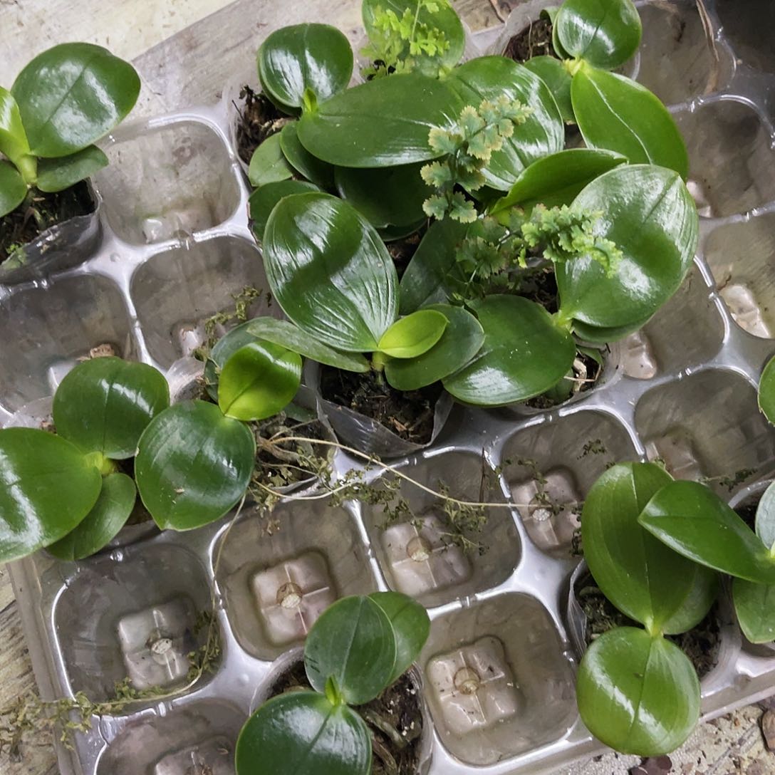 完全开放蝴蝶兰火贝1.7