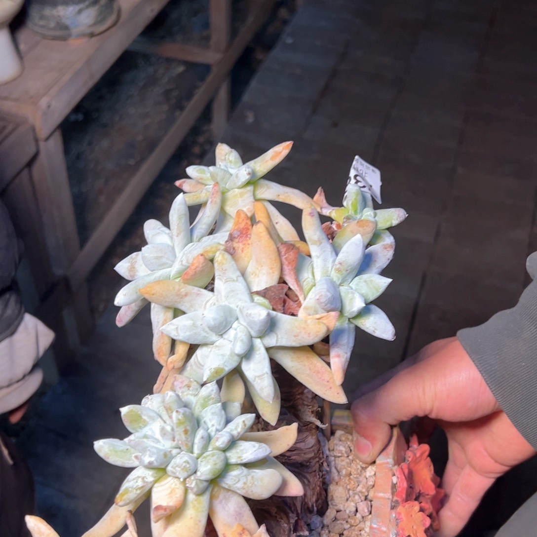 派***?7382哈哈哈哈哈哈哈哈