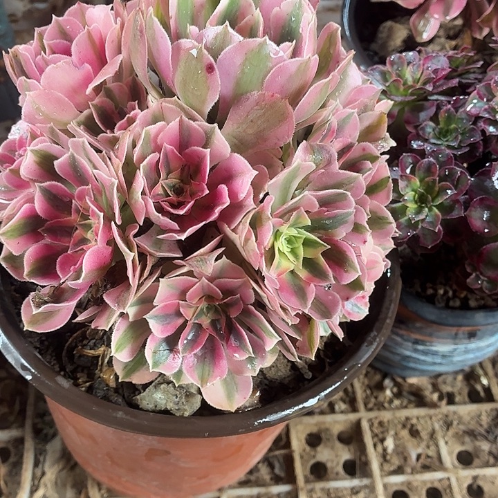 粉女巫带主头一棵脱土