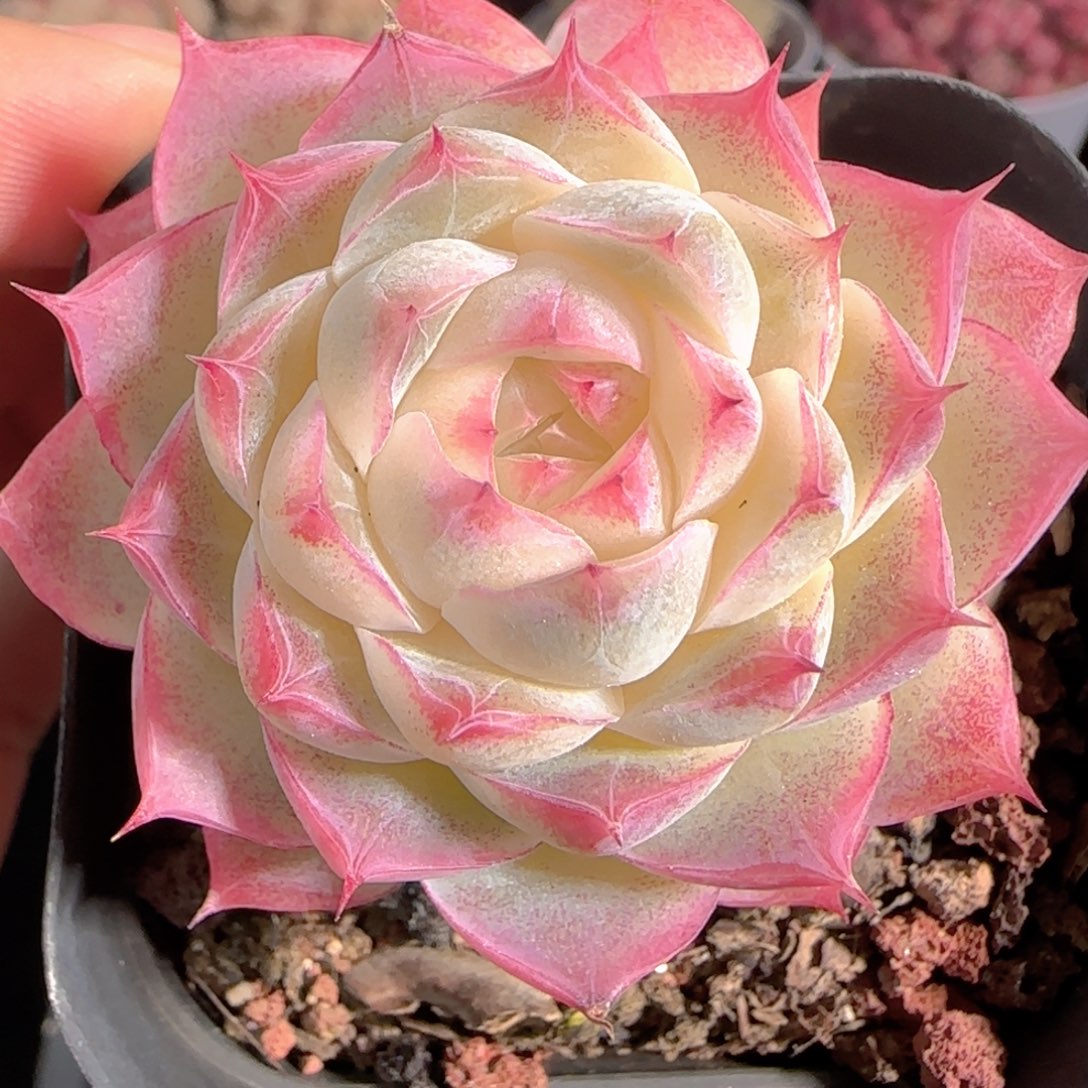 多肉1230-49女王玫瑰