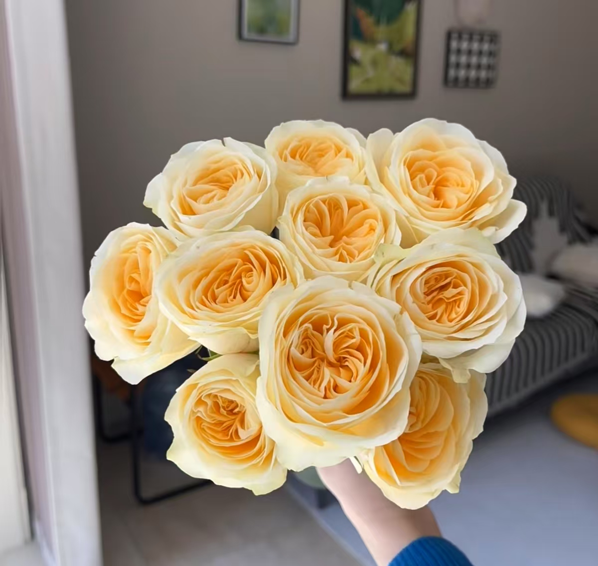 【奶油杯单头玫瑰】奶黄色奥斯汀花型单头玫瑰开云南昆明现采现发  