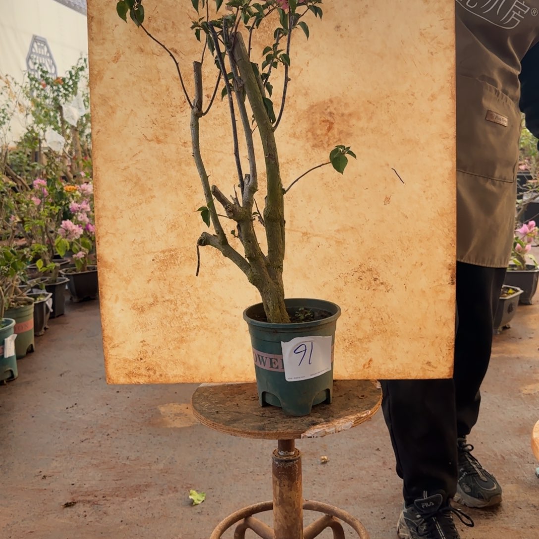 大部分开放少量花苞怡景 16