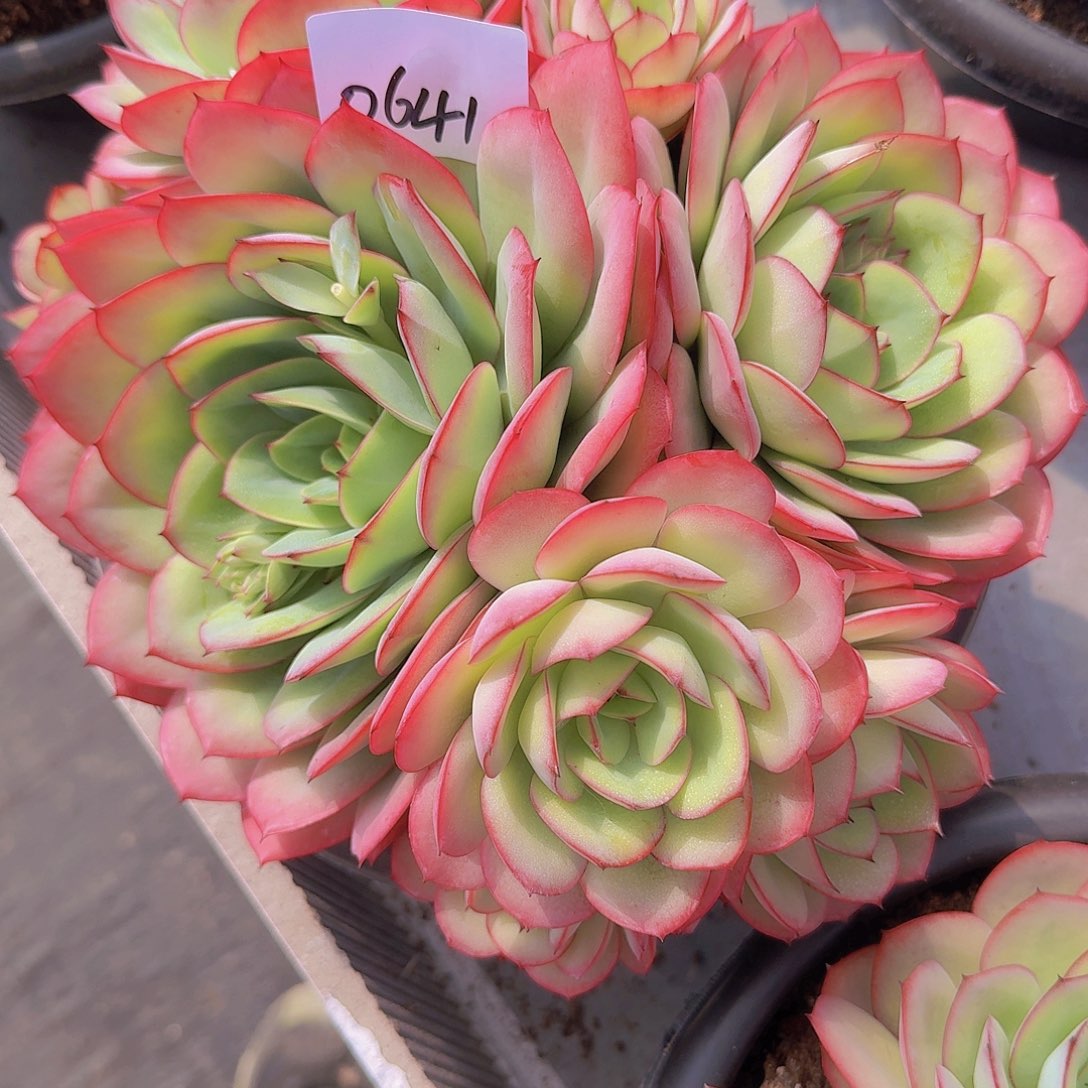 九***?0641牡丹亭多肉