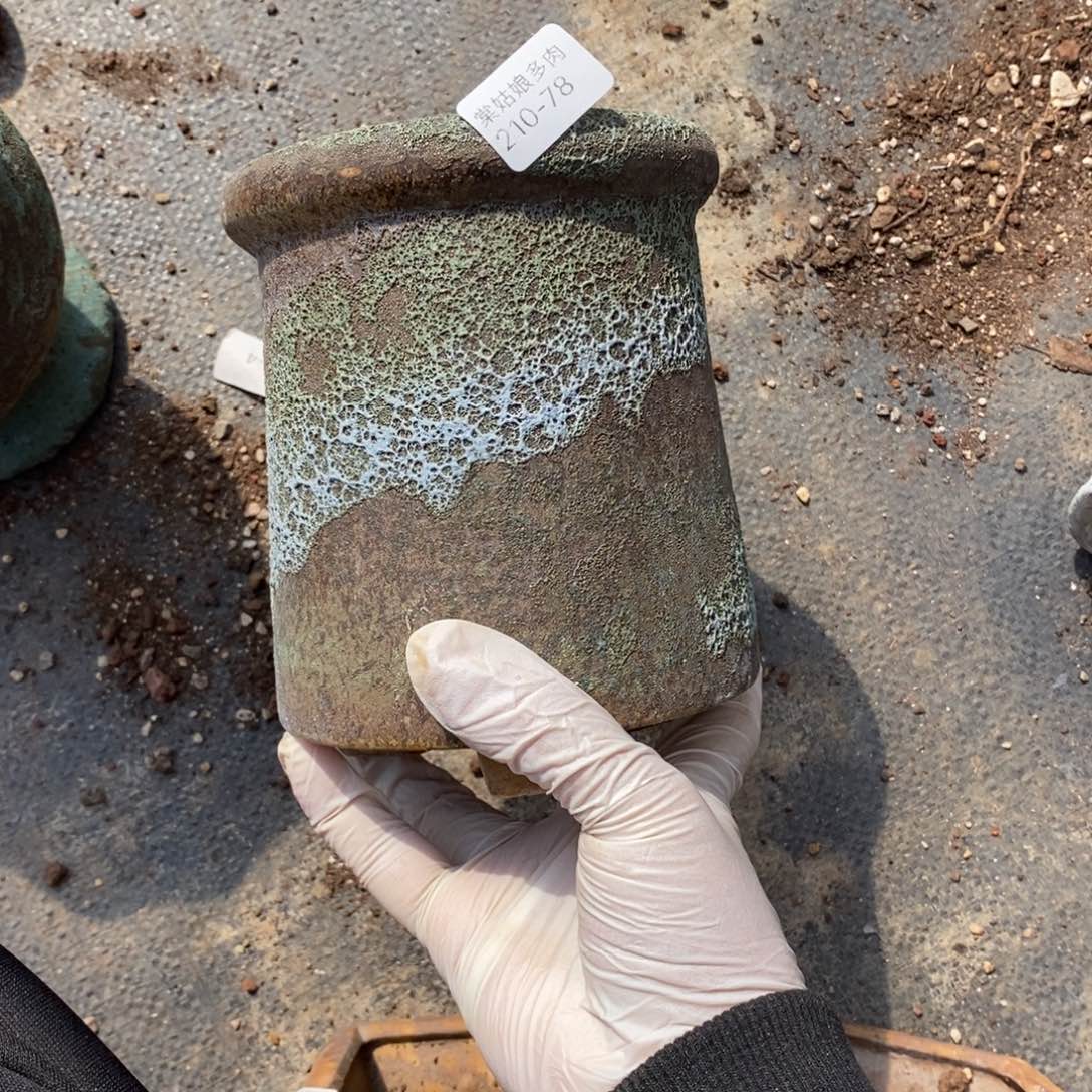 78号多肉盆一个呀