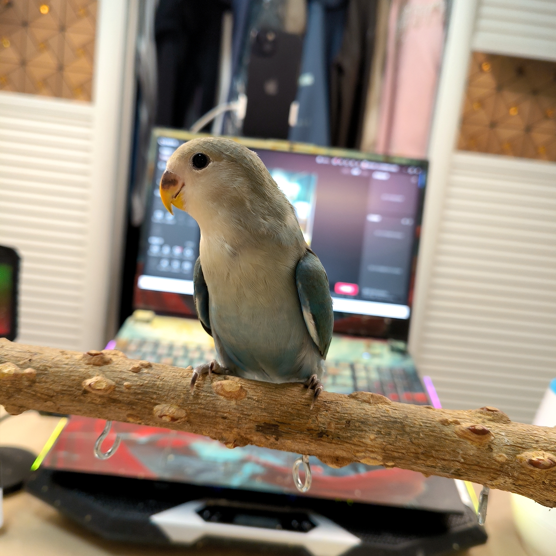 （直播链接）手养牡丹鹦鹉手养鹦鹉日银紫罗兰