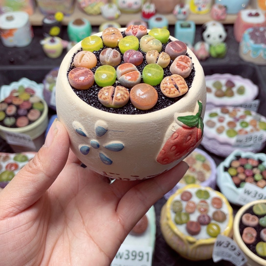 w3996 带盆土发货-零下地区拍保温箱