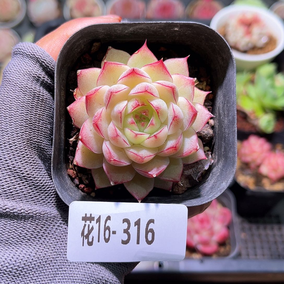 花16-316女王单头