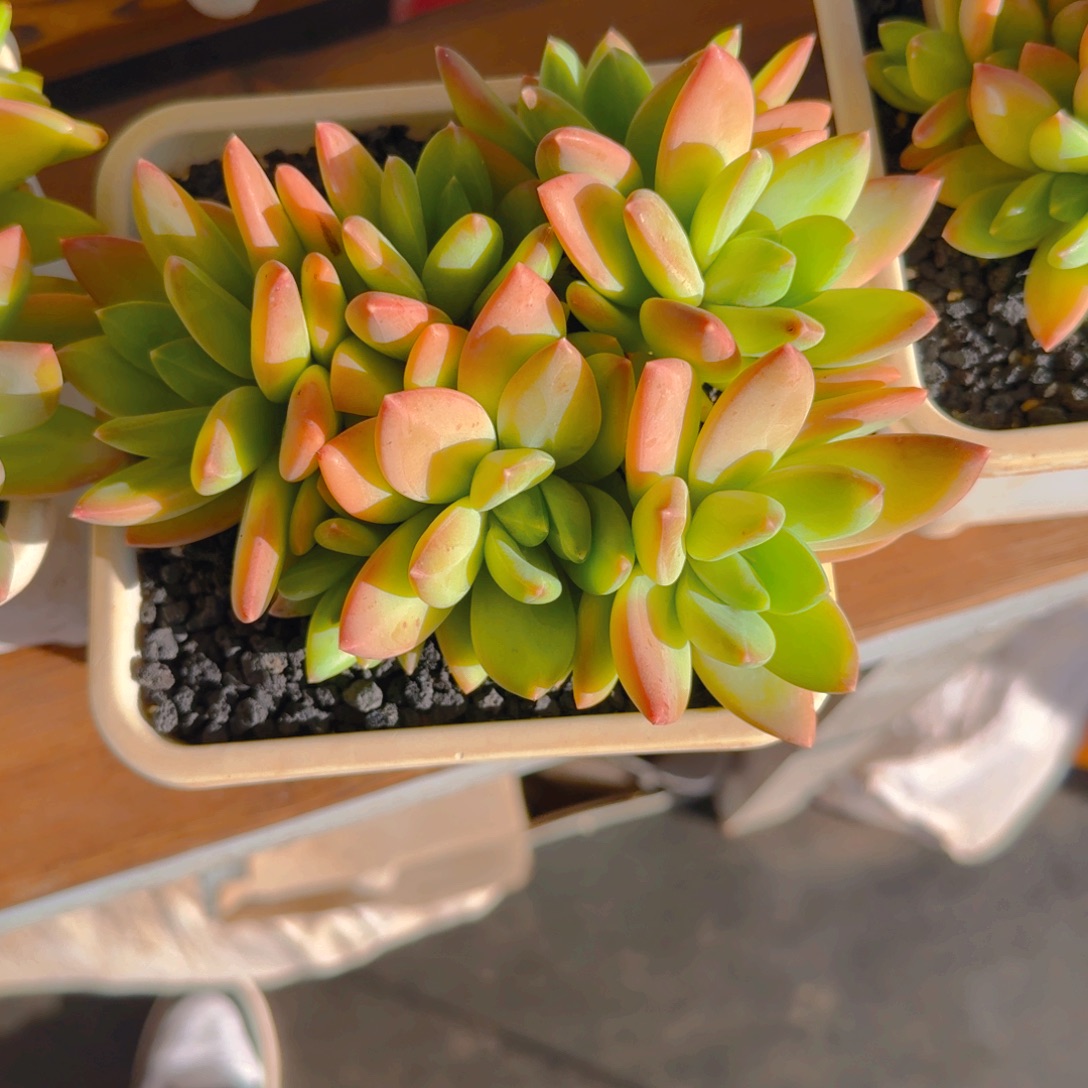 海洋之歌平头多肉11111111