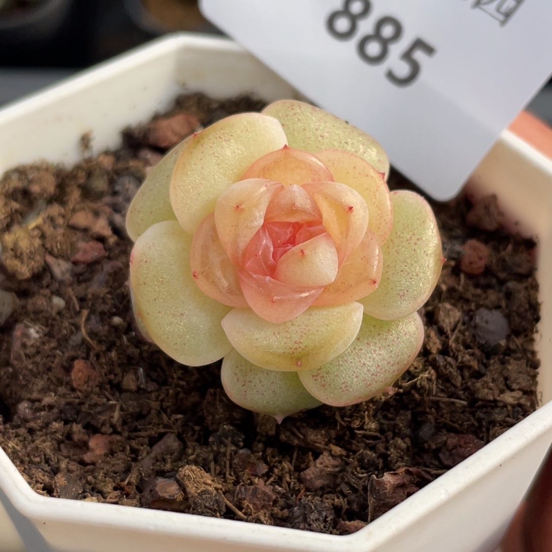 885号糖心冰心珍妮