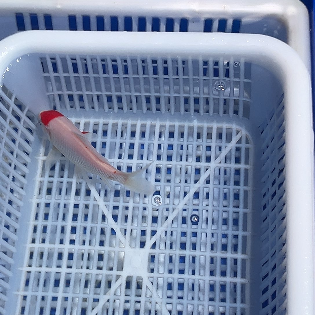 锦鲤锦鲤观赏鱼8888