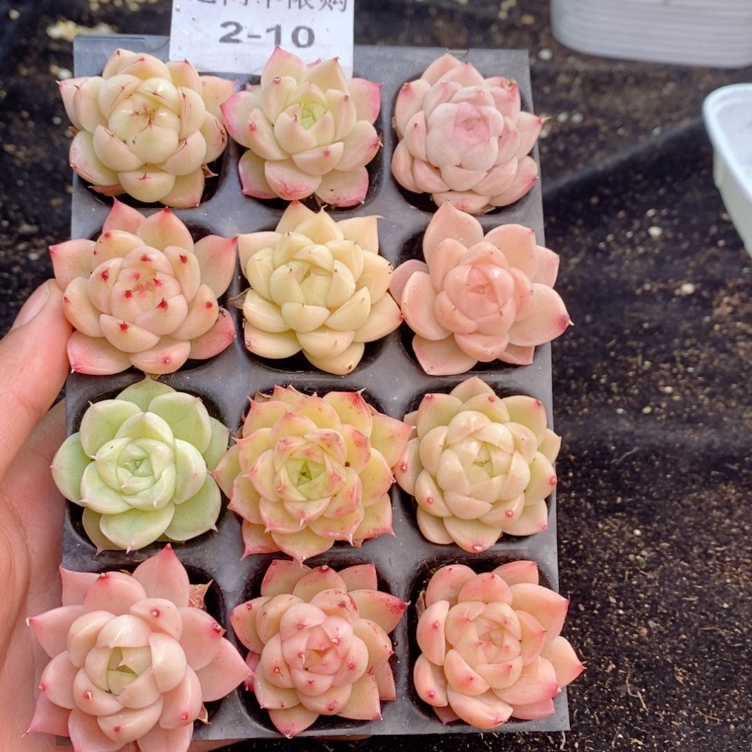 2-10 新疆西藏内蒙不发其他一单包邮两到三公分多肉