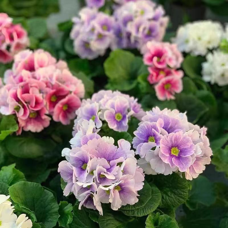 【四季樱花】盆栽冬季抗寒耐寒花卉绿植阳台花园四季开花带花苞发货