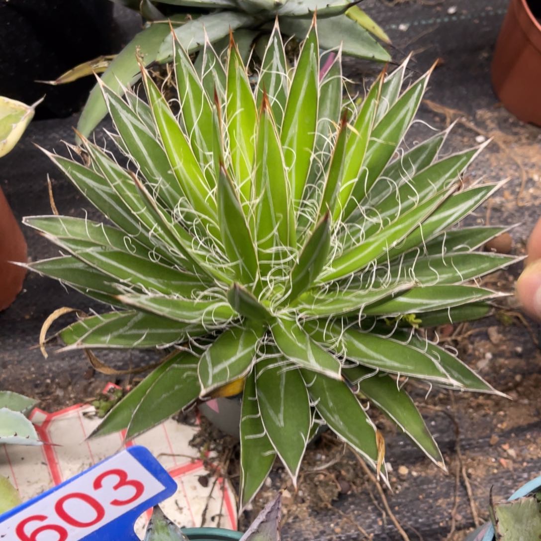 王妃乱雪龙舌兰系列