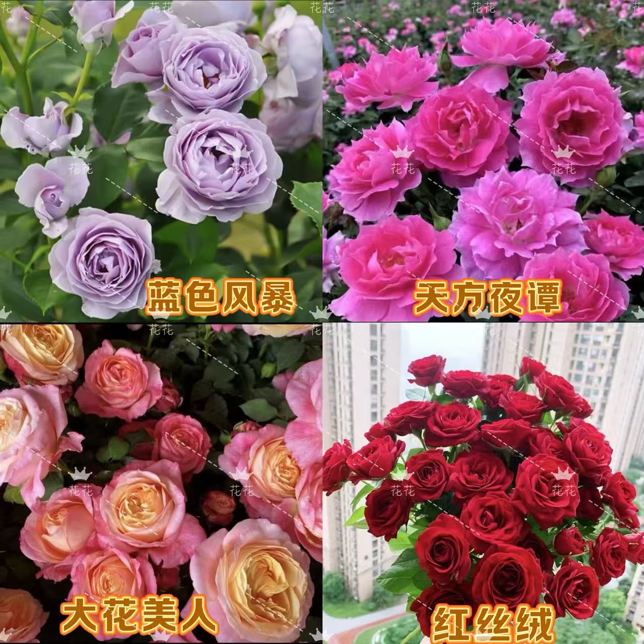 艾莎花园【新手四盆套餐4】新手款四季开花多分支植株庭院阳台种植