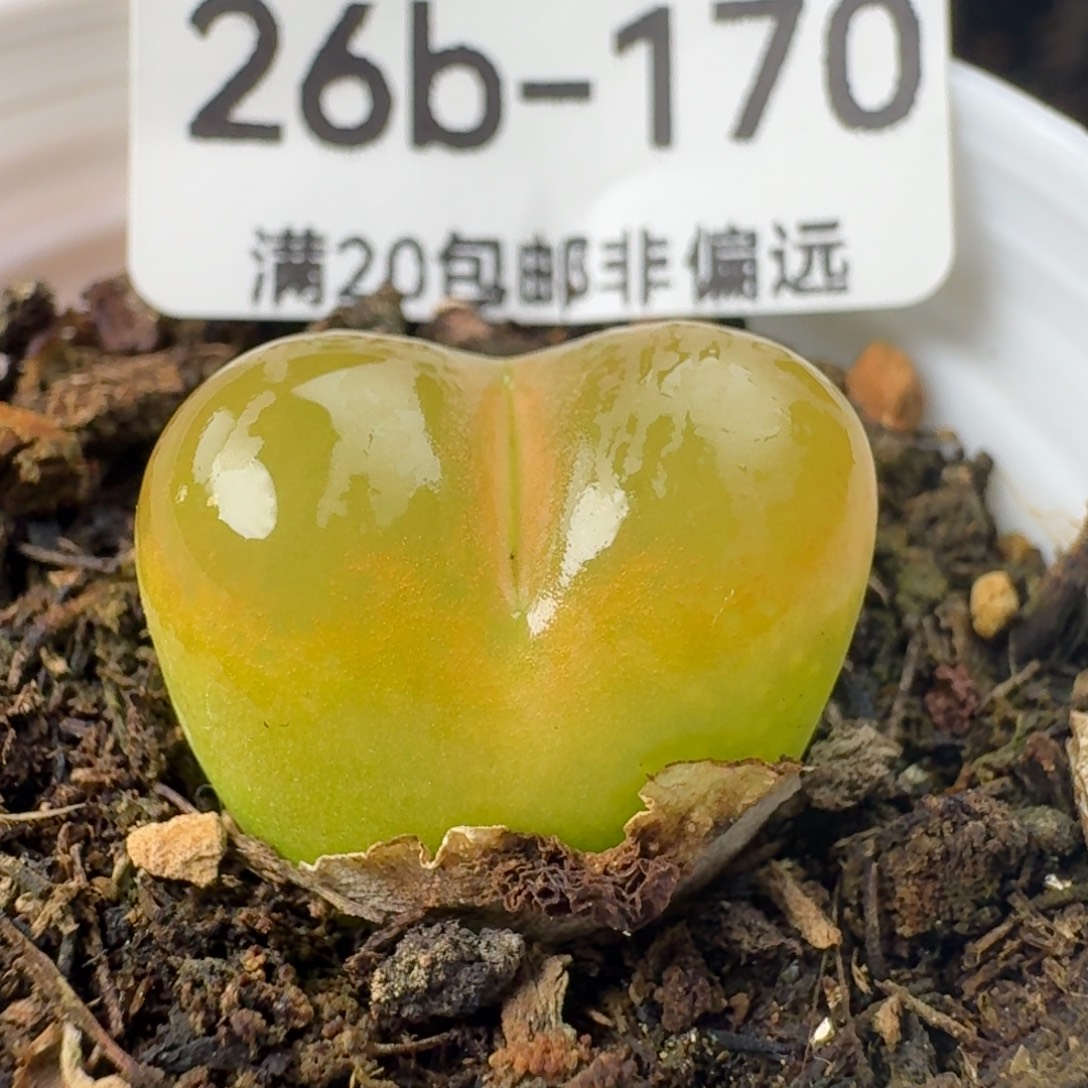 带盆土。         