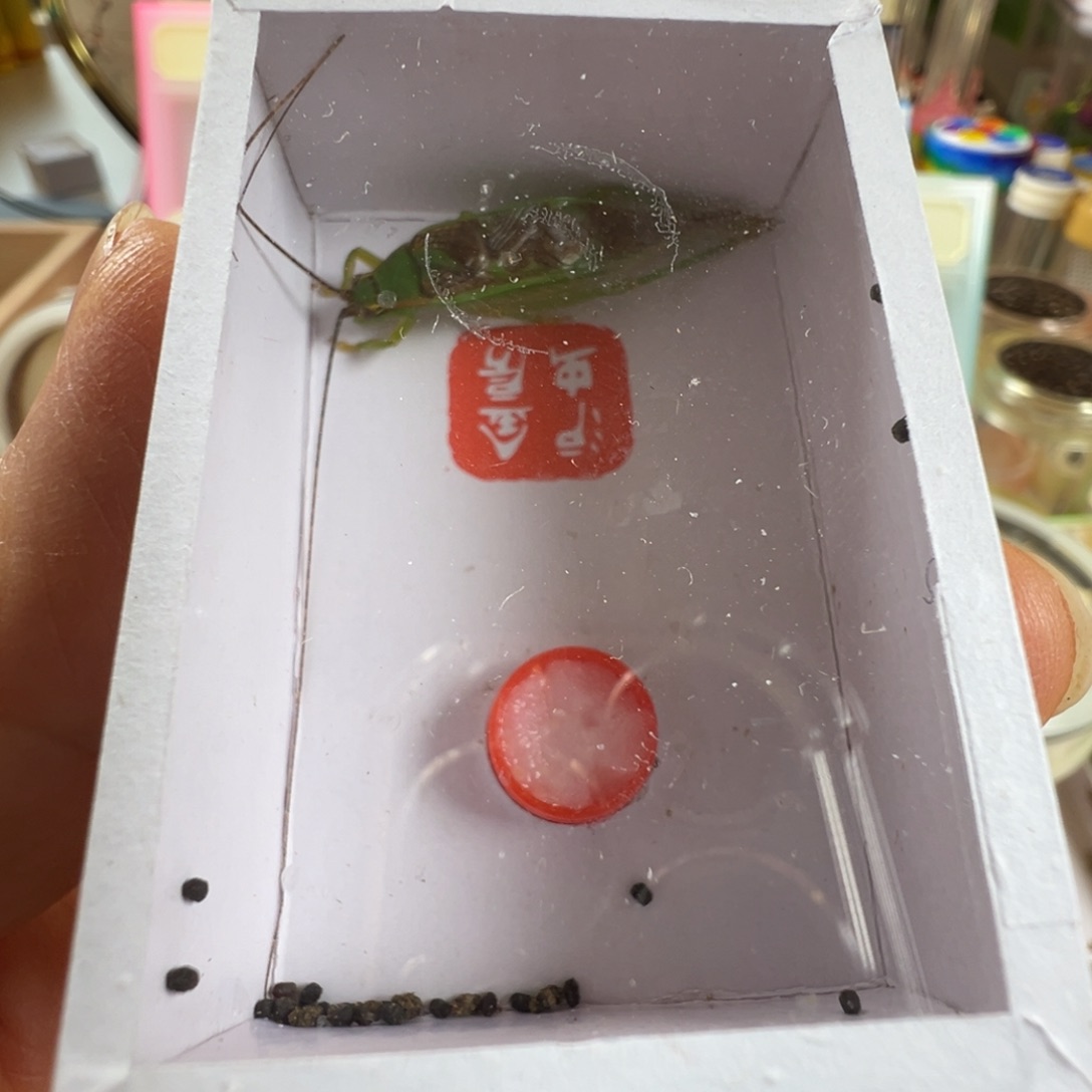 蟋蟀一只长须精品霍氏