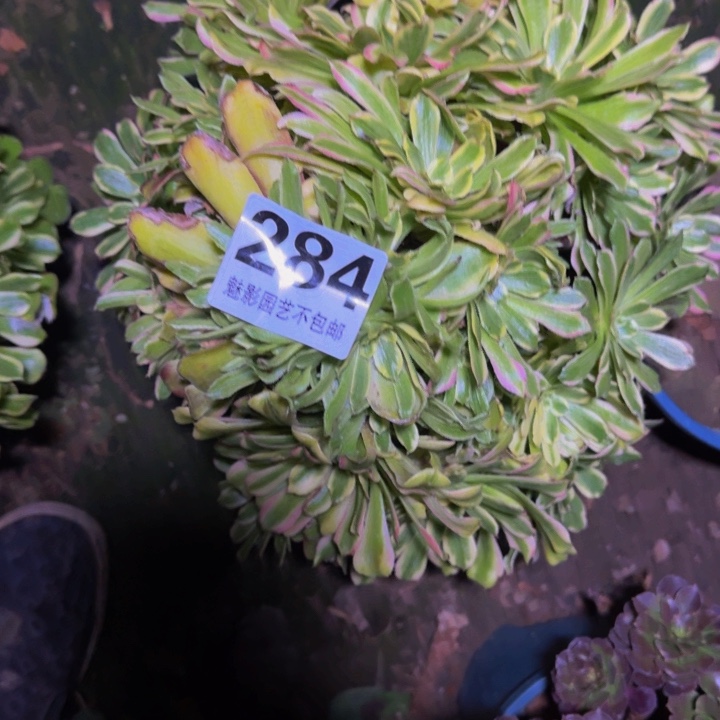 东**馆沙皇花29-4包邮花花