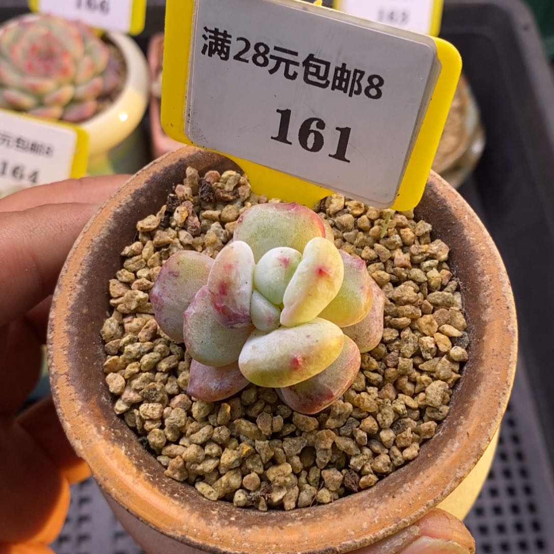 8161石榴仔拉丝石化多肉植物