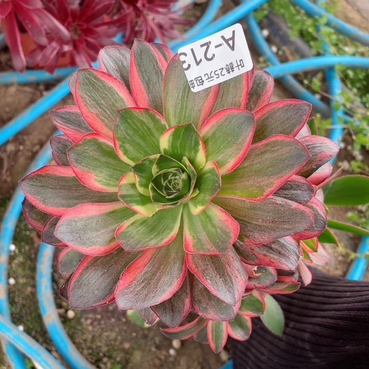 213魅影多肉12345679有砍嫁接