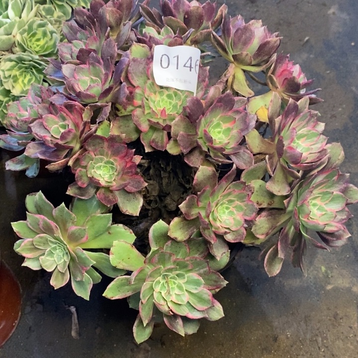 万花筒多肉断头不包0146