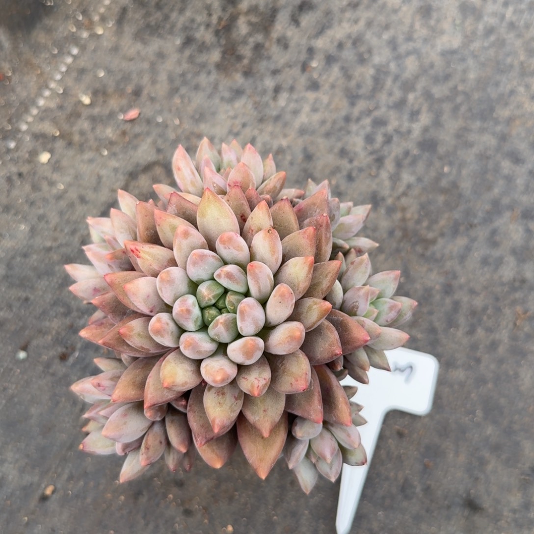 一物一拍2025-11-10红蜻蜓捧花209