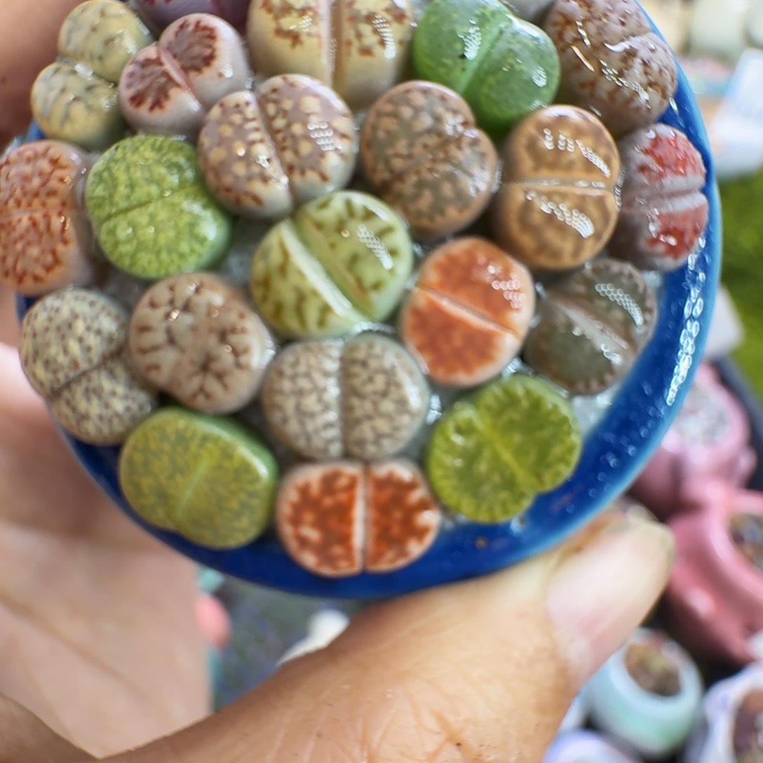 多肉植物福利冲1301