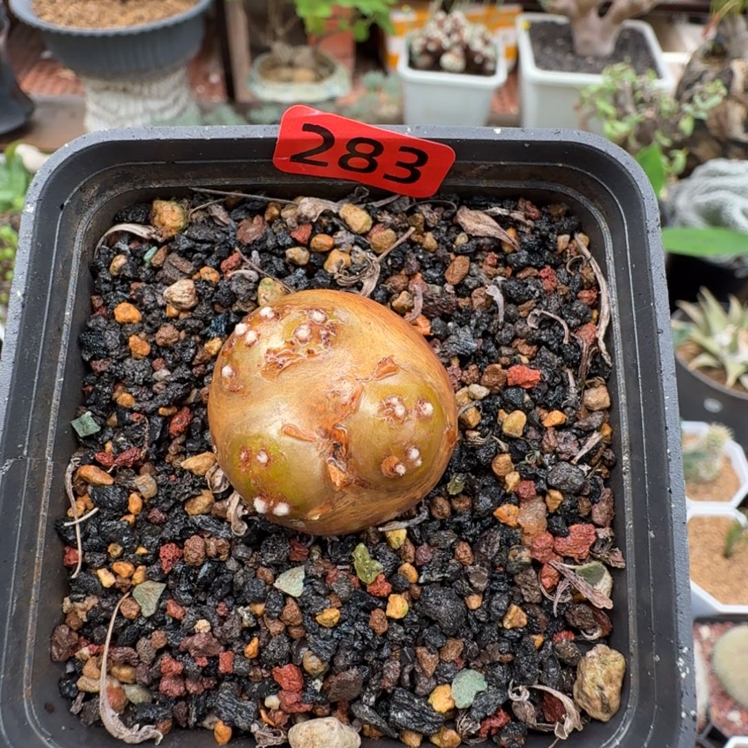 格加厚墩菊283(产地)