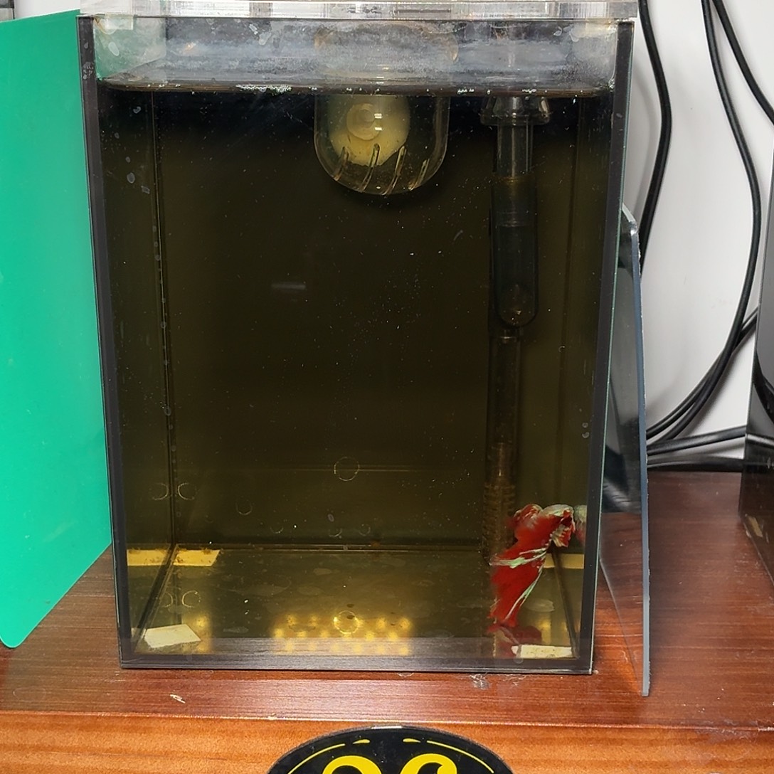 斗鱼彩金半月公鱼