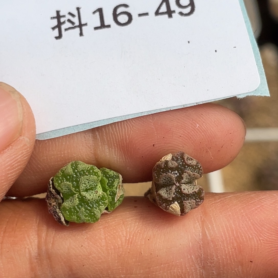 16-49超碟肉锥多肉植物