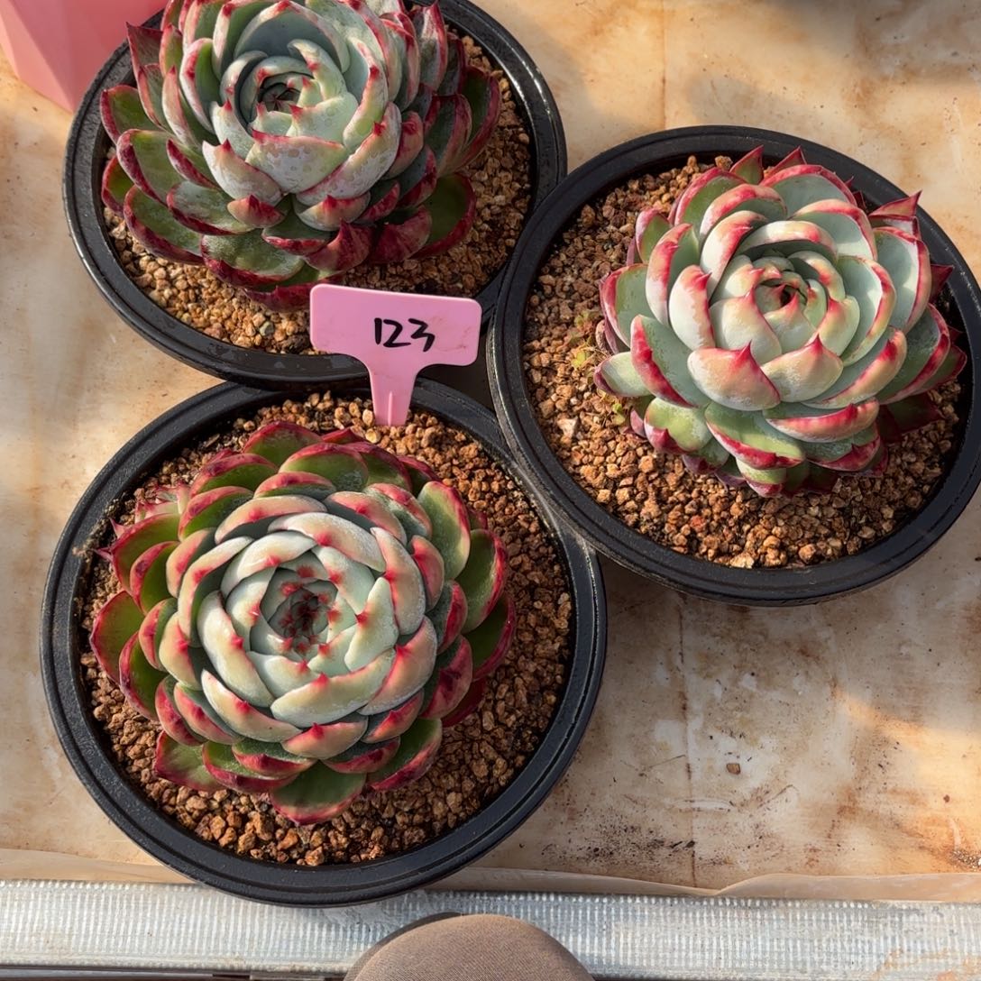 惊鸿一瞥好看123号