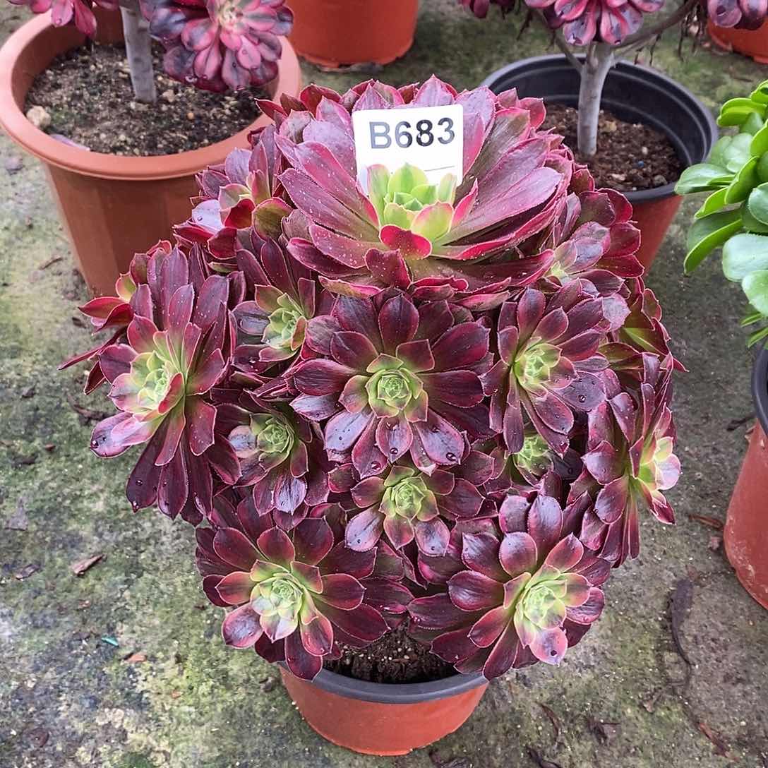 安娜多肉植物683