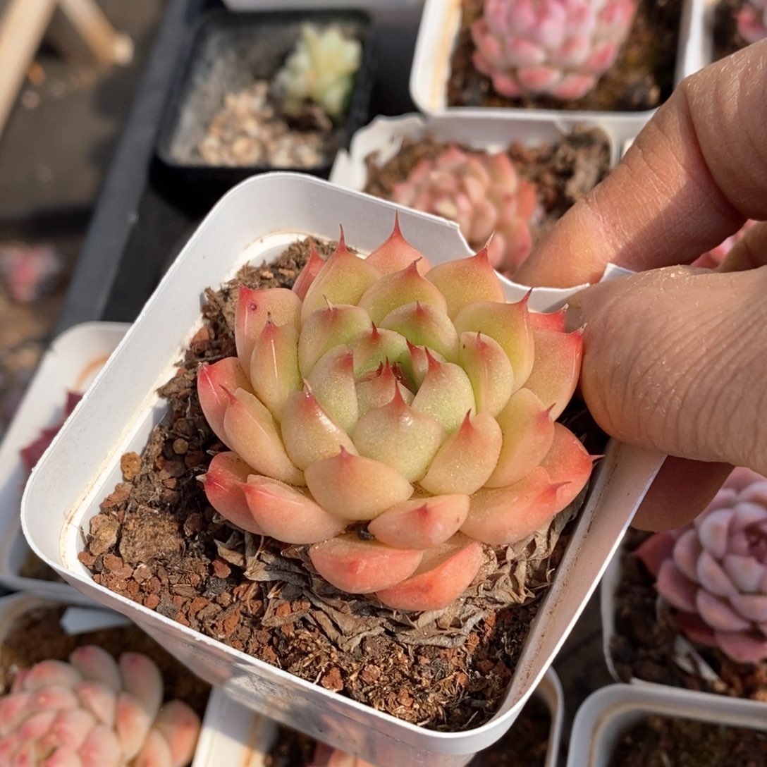 精品多肉一物一拍不包整10