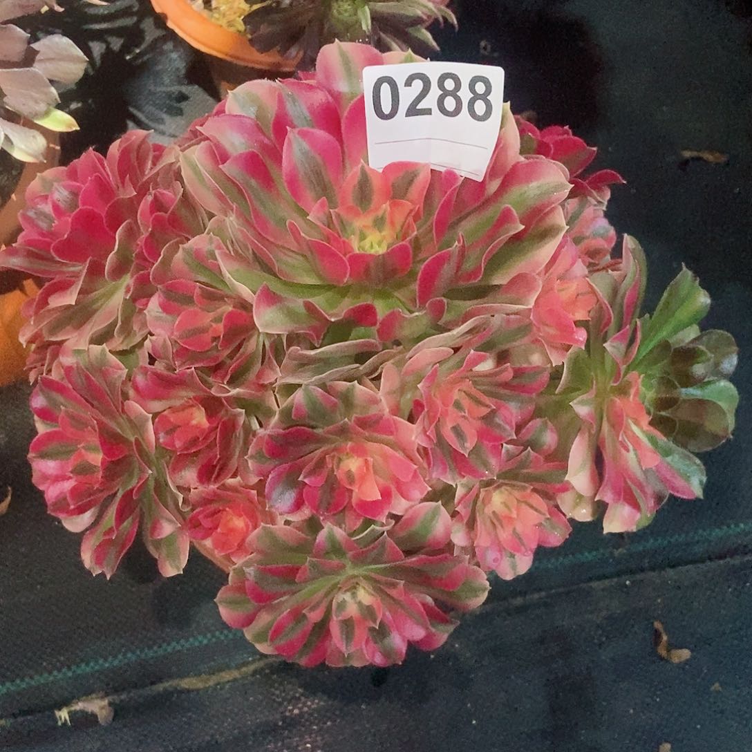 红陶0288女巫阴阳4多肉