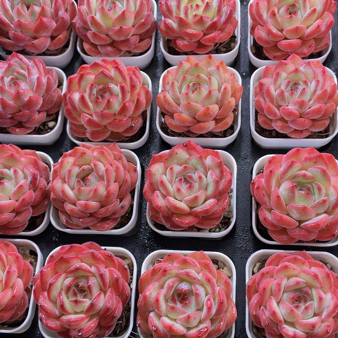 量拍8号 草莓杏仁单头一个