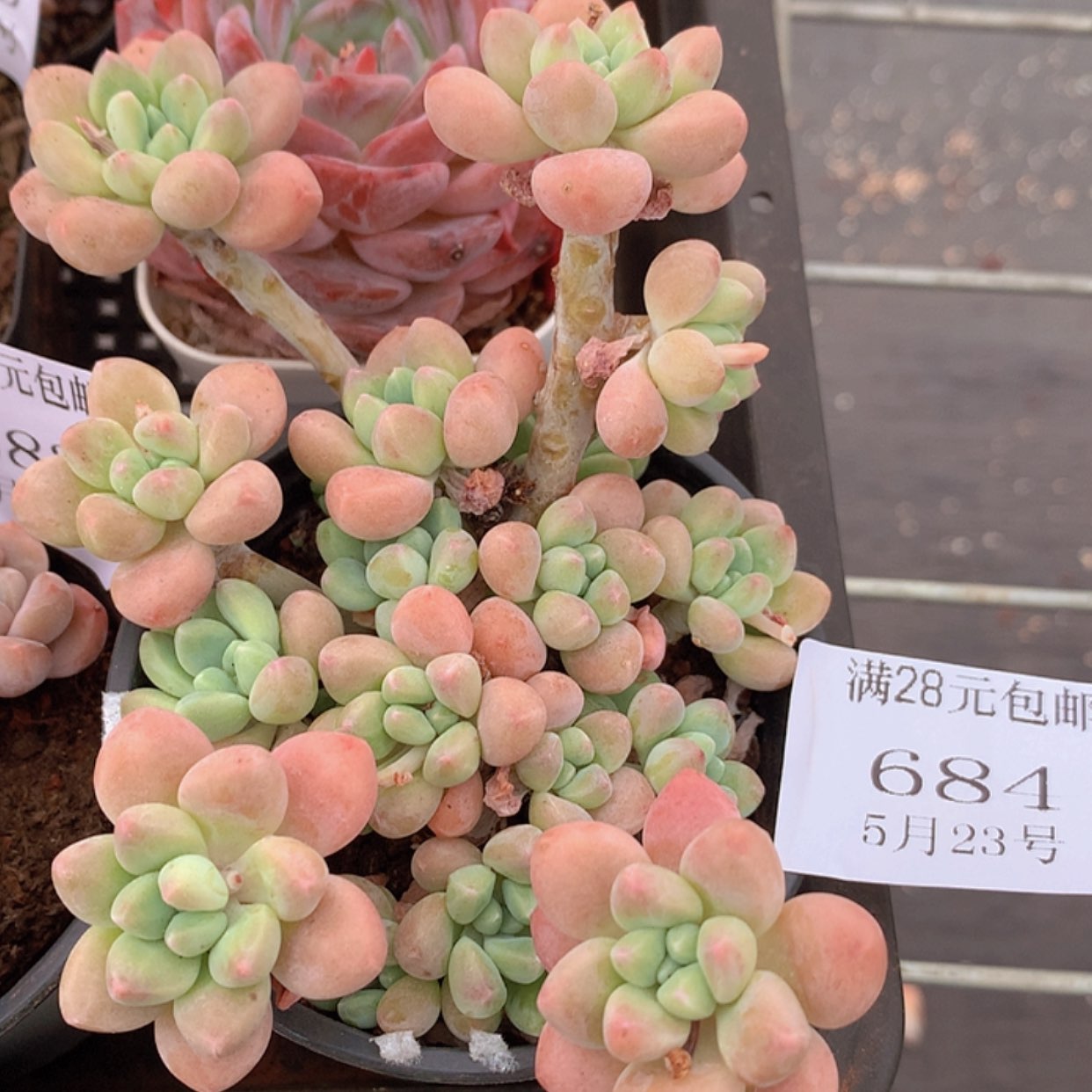 【闪购商品】云684号达芙妮