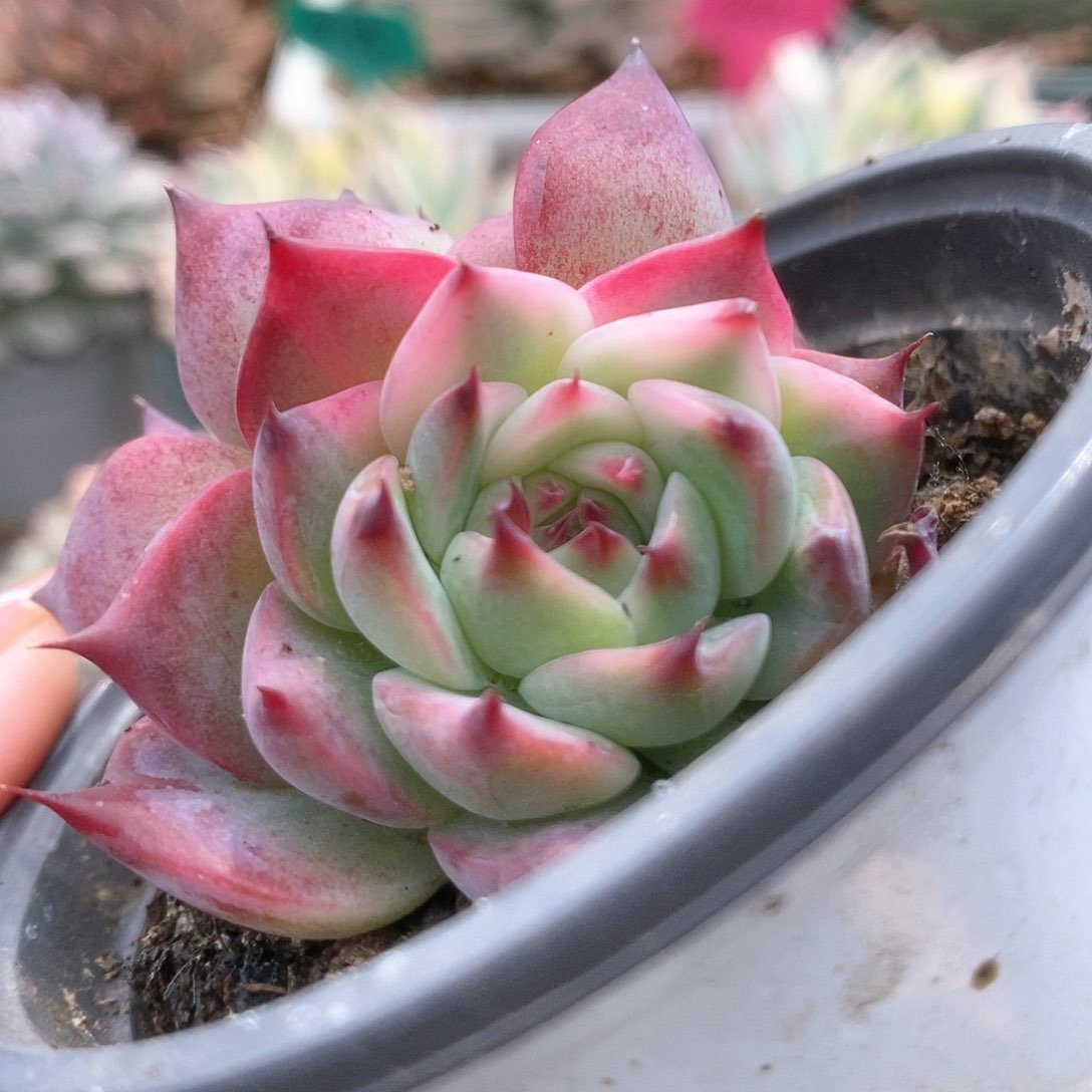 029锦锦锦锦锦锦锦锦