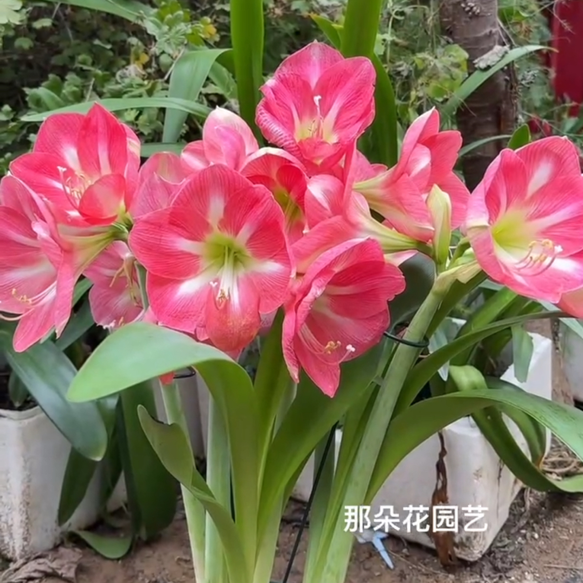 【好望角～单瓣】秘鲁朱顶红 