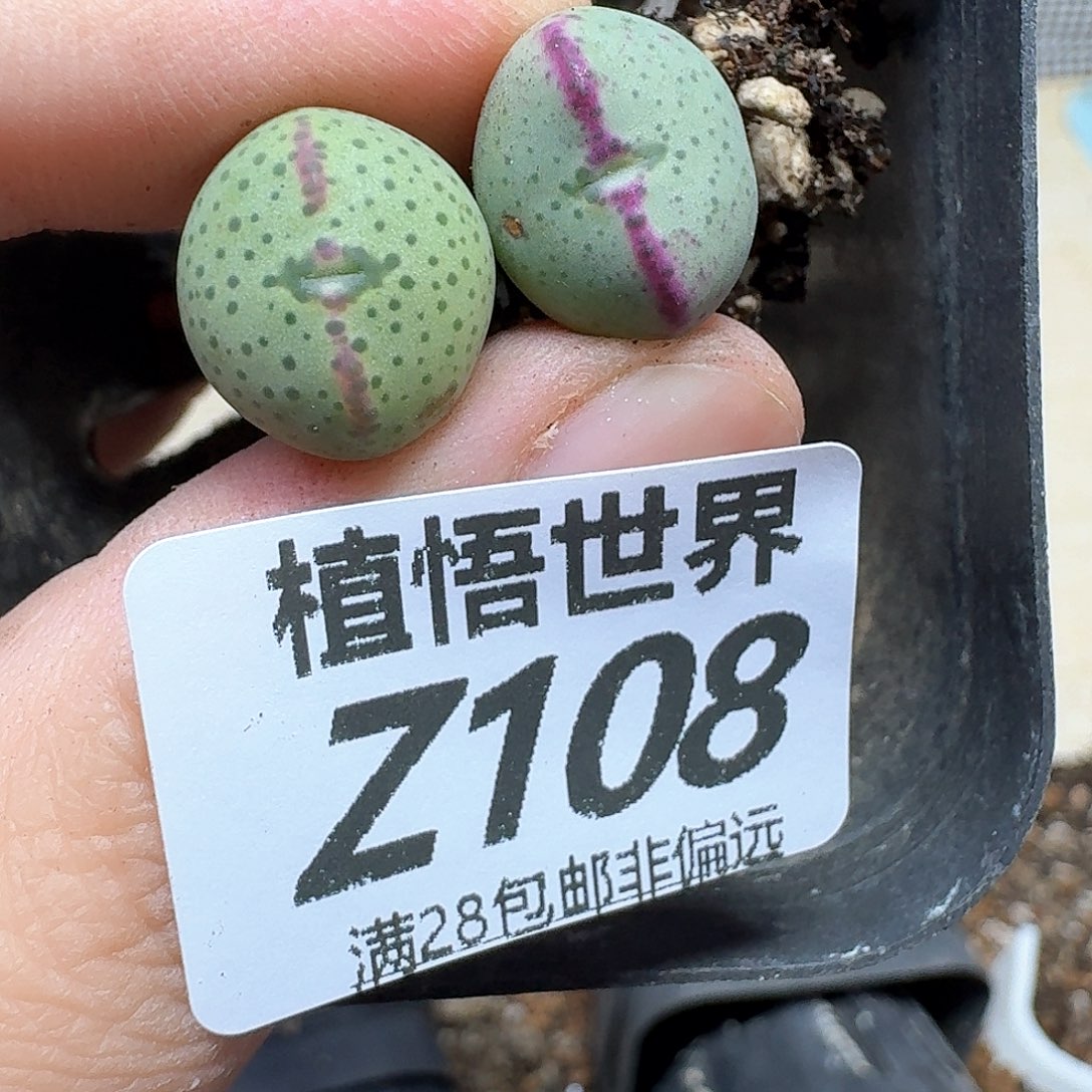 多肉植物的润泽fbn