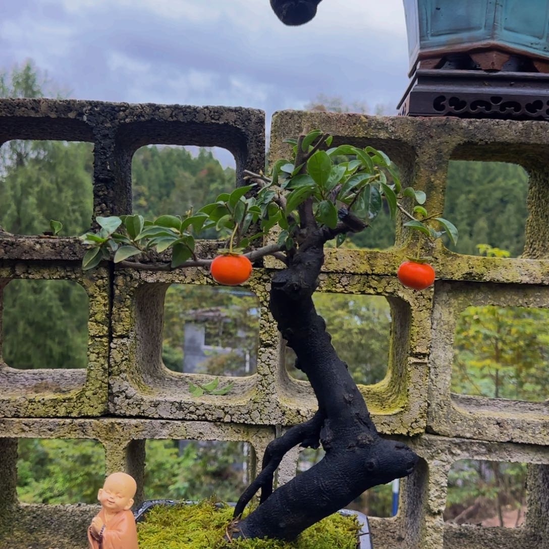 完全开放金弹子盆景